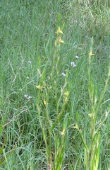 Philydrum lanuginosum