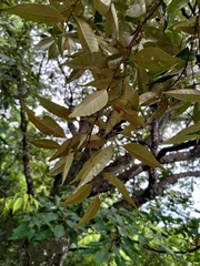 Castanopsis carlesii