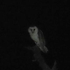 Tyto alba delicatula