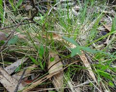 Ranunculus lappaceus
