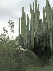 Pachycereus weberi