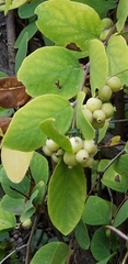 Symphoricarpos occidentalis