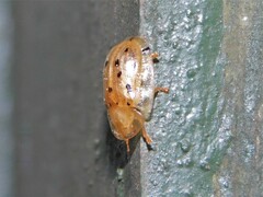 Aspidimorpha nigromaculata