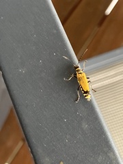 Chauliognathus flavipennis
