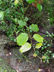 Smilax china