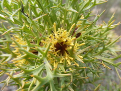 Isopogon ceratophyllus