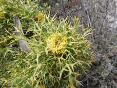 Isopogon ceratophyllus