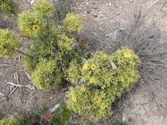 Isopogon ceratophyllus