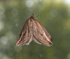 Chesias legatella