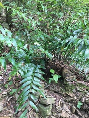 Asplenium oblongifolium