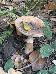 Amanita excelsa