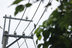 Accipiter trivirgatus
