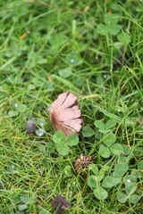Entoloma sericeum