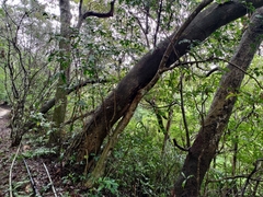 Acacia confusa