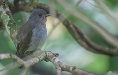 Eumyias albicaudatus