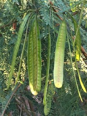 Leucaena