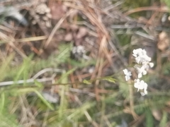 Achillea asiatica