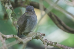 Eumyias albicaudatus
