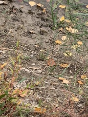 Pelophylax ridibundus