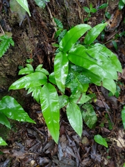 Diplazium donianum