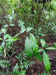 Turpinia formosana