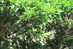 Ficus benguetensis