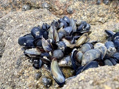 Mytilus galloprovincialis