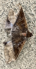 Ischyja manlia