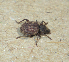 Otiorhynchus crataegi