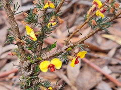 Dillwynia phylicoides