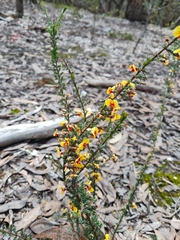 Dillwynia phylicoides