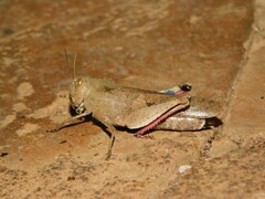 Humbe tenuicornis