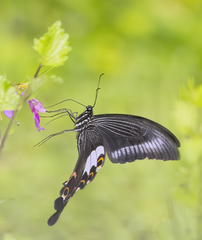 Papilio helenus