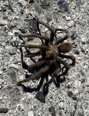 Aphonopelma iodius