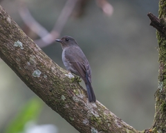 Eumyias albicaudatus