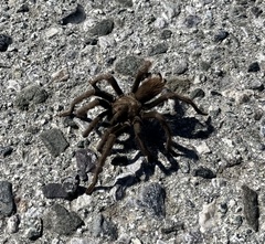Aphonopelma iodius