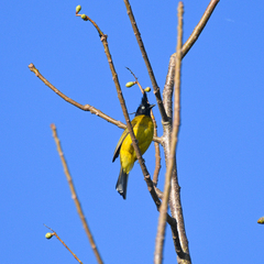 Rubigula flaviventris