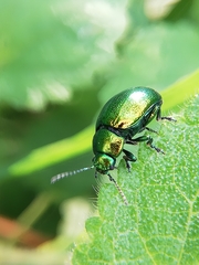 Chrysolina