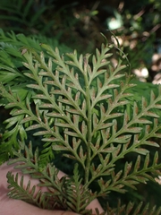 Asplenium appendiculatum