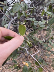 Quercus wislizeni