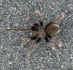 Aphonopelma iodius