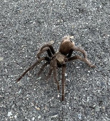 Aphonopelma iodius