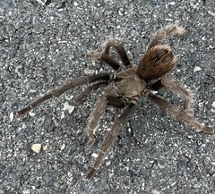 Aphonopelma iodius