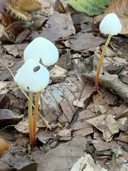 Mycena crocata