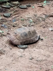 Indotestudo elongata