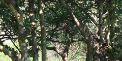 Ficus benguetensis