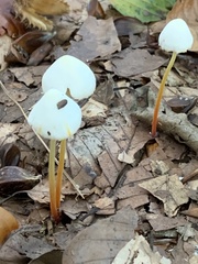 Mycena crocata
