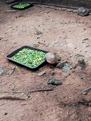 Indotestudo elongata