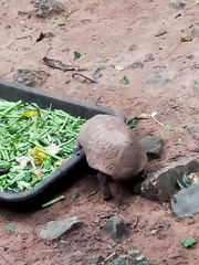 Indotestudo elongata