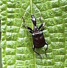 Paratrachelophorus nodicornis